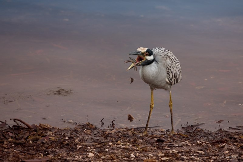 Great Blue Heron птица