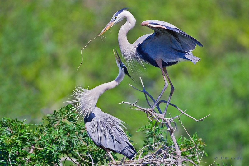Цапля серая (Ardea cinerea)
