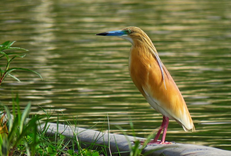 Egretta picata