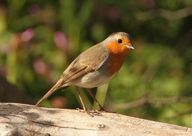 The Thrush Nightingale (Luscinia Luscinia)