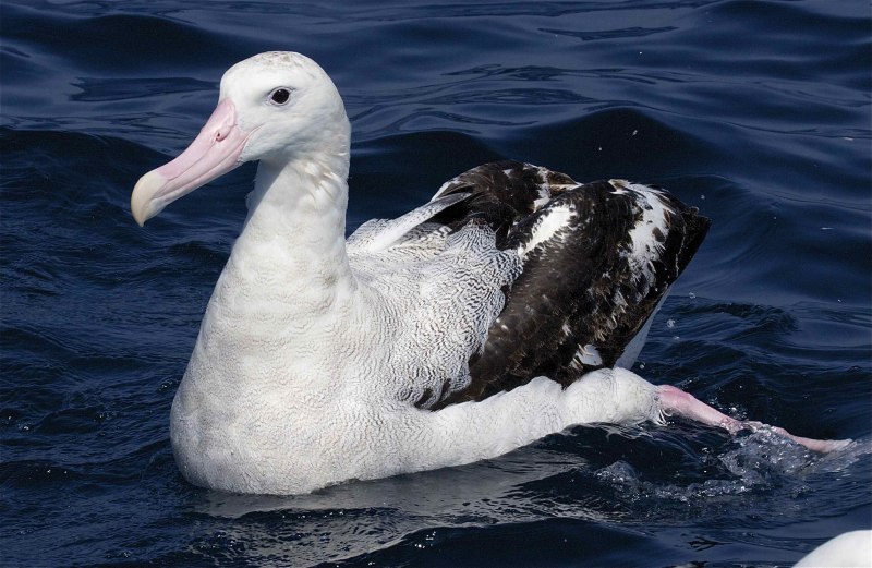 Thalassarche chlororhynchos