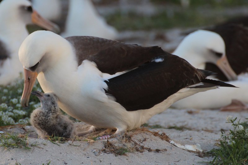 Antipodean Albatross