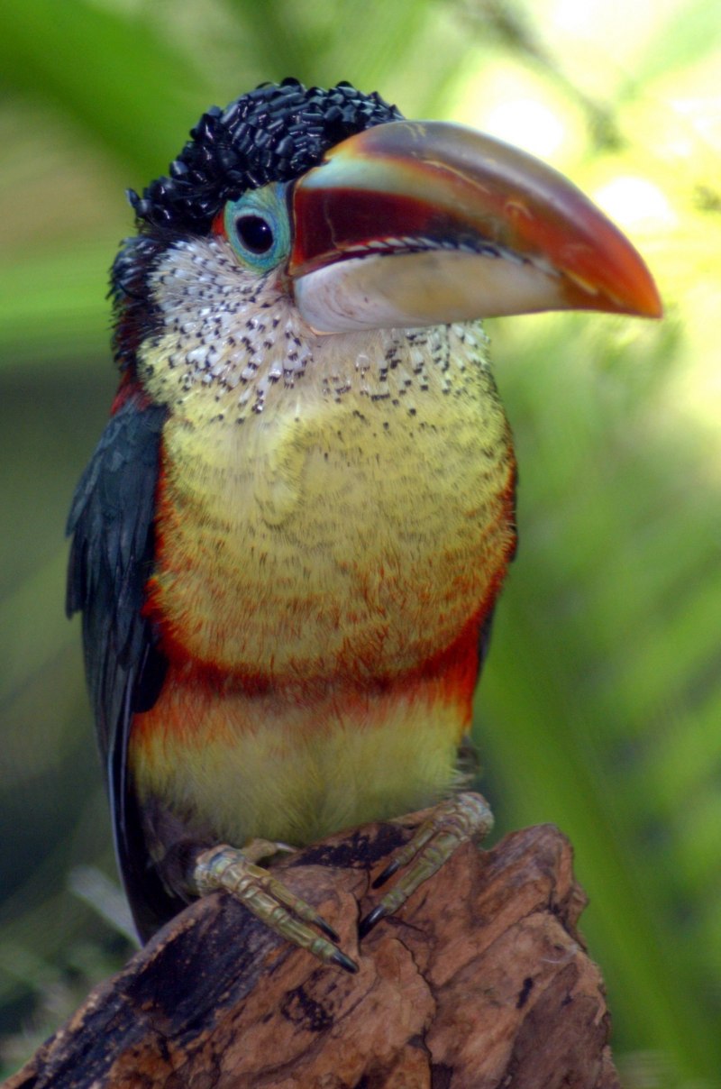 Курчавый арасари (Pteroglossus beauharnaesii)