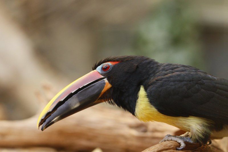 Pteroglossus viridis