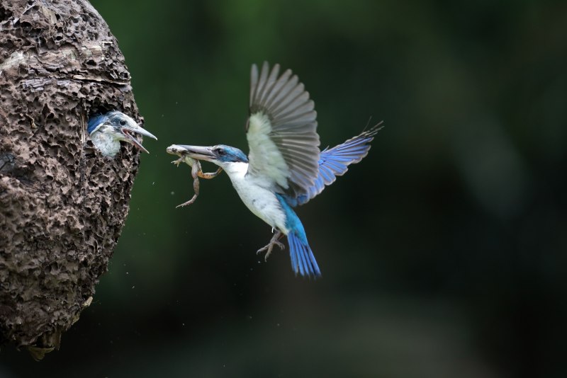Зимородок птицы и их гнезда (37 фото)