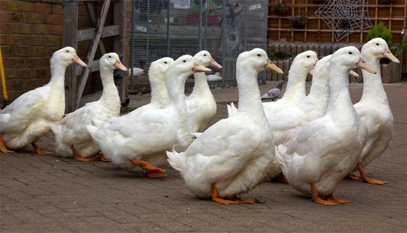 Утки Эйльсбюри