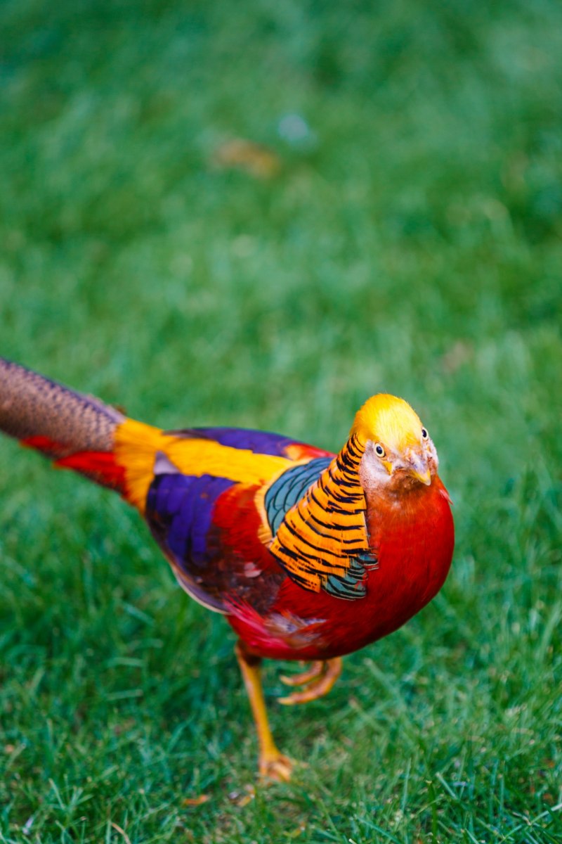Фазаны (Pheasants)