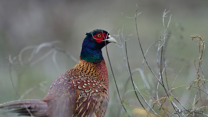 Золотой фазан Chrysolophus pictus