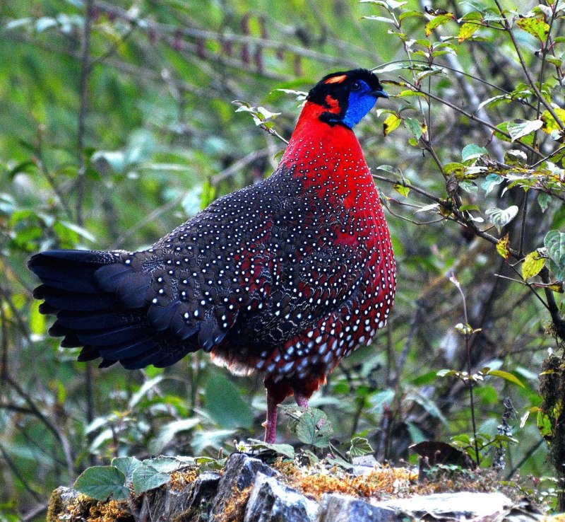 The common Pheasant (Phasianus colchicus)
