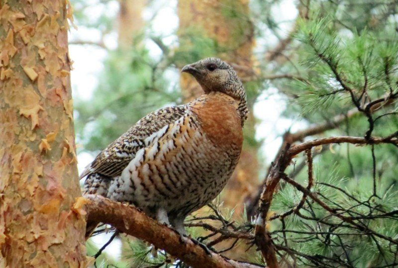 Глухарь (Tetrao urogallus)