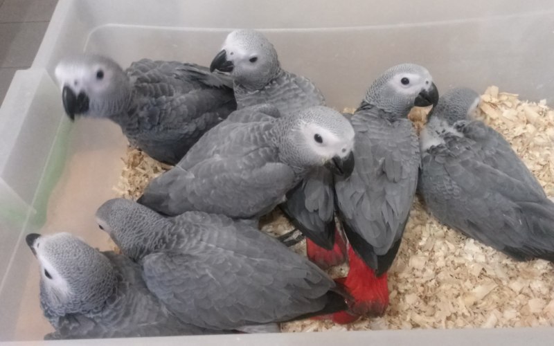 Птенцы жако