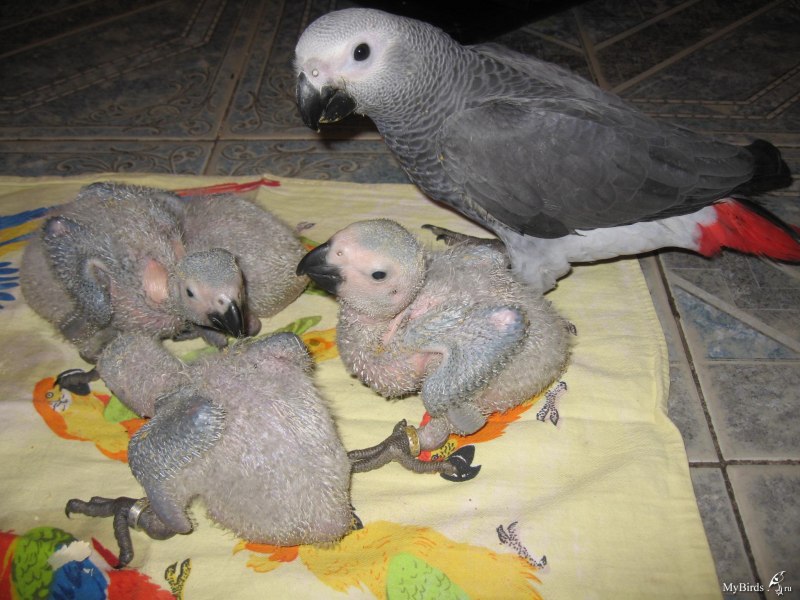 Птенцы попугая жако (42 фото)