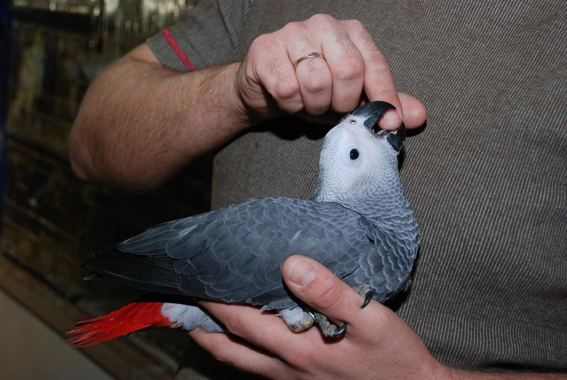 Жако Говорун
