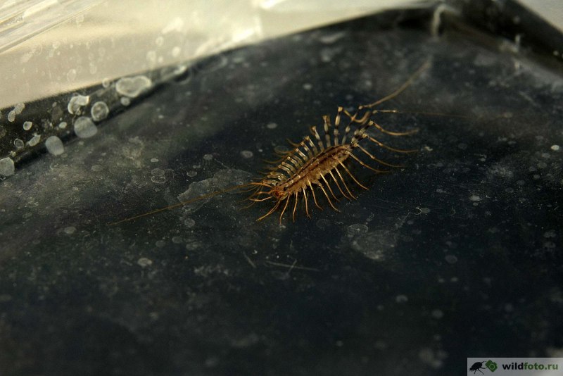 Мухоловка Scutigera coleoptrata Макроклуб