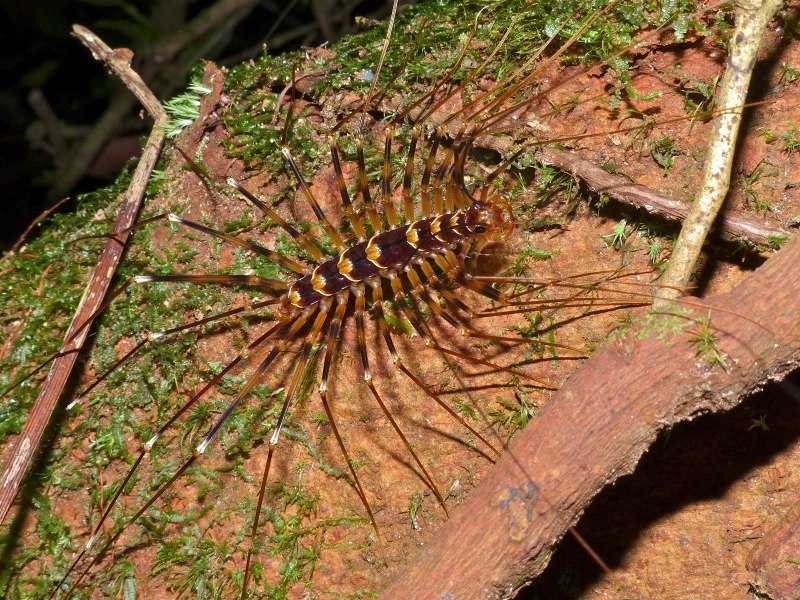 Thereuopoda clunifera