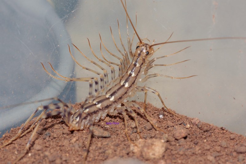 Scutigera coleoptrata