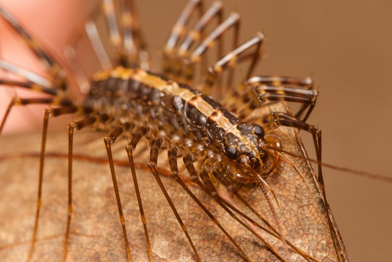 Обыкновенная мухоловка (Scutigera coleoptrata)