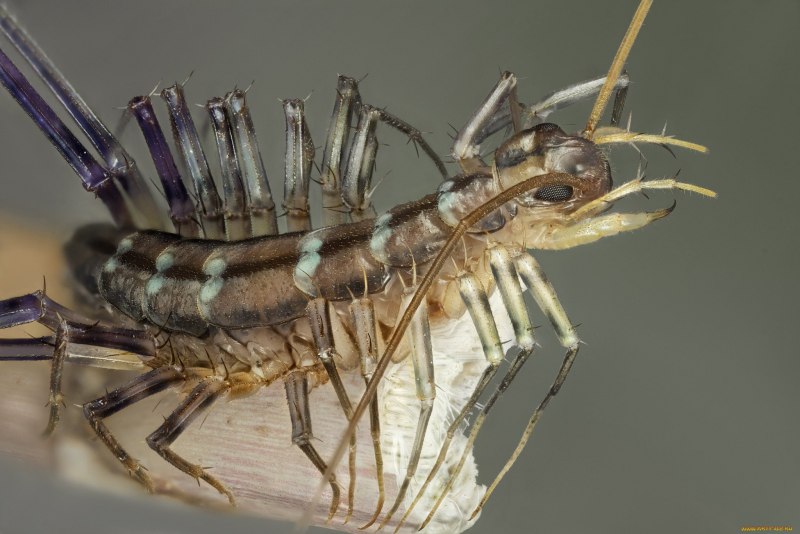 Scutigera coleoptrata