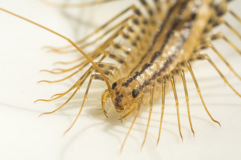 Scutigera coleoptrata