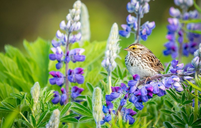 Lupine животное