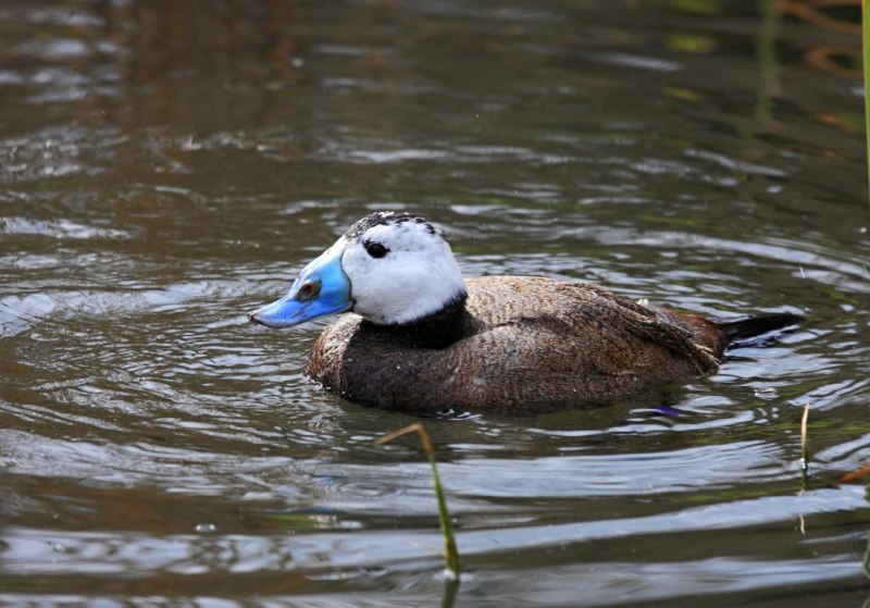 Oxyura leucocephala