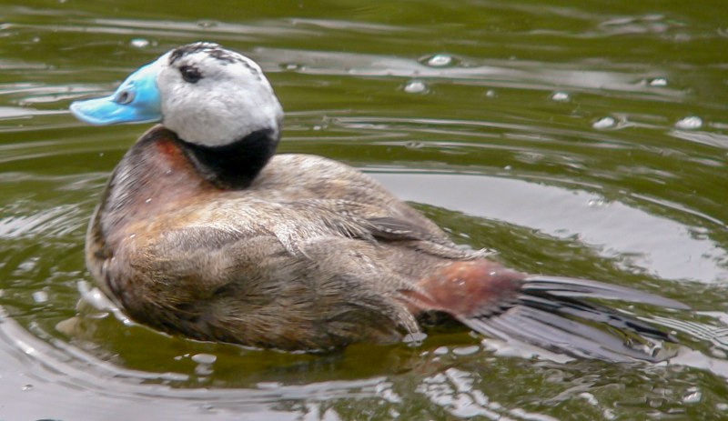 Савка Oxyura leucocephala