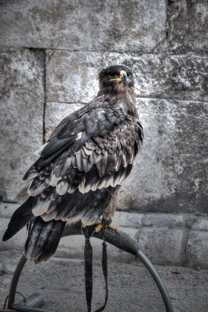 Канадская казарка Branta canadensis