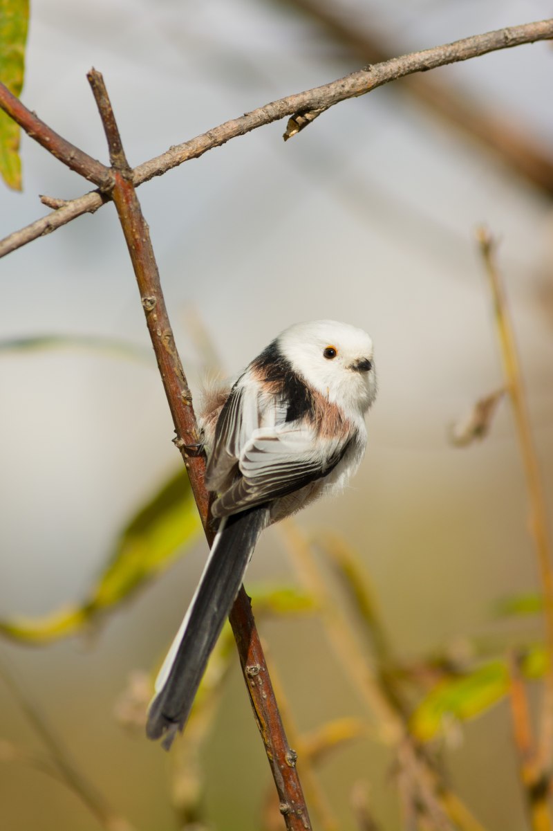 Ополовник Aegithalos caudatus