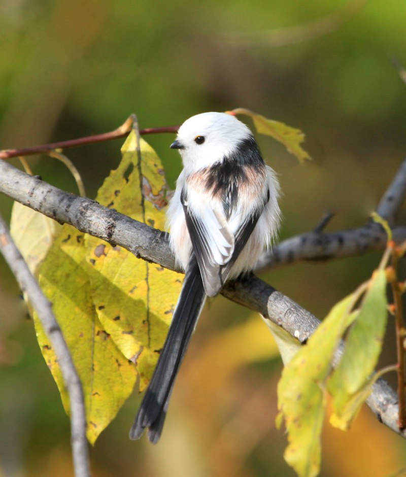 Ополовник Aegithalos caudatus