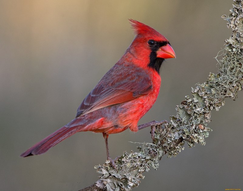 Red Cardinal птица