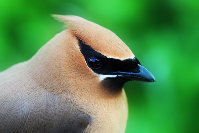Northern Cardinal птица