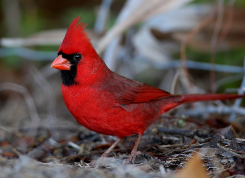 Northern Cardinal Bird