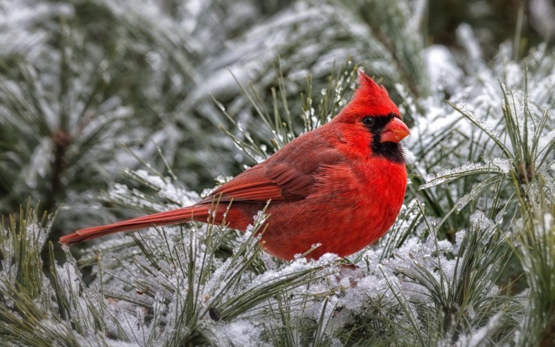 Cardinalis phoeniceus