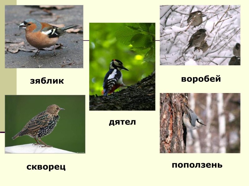 Мама зяблика