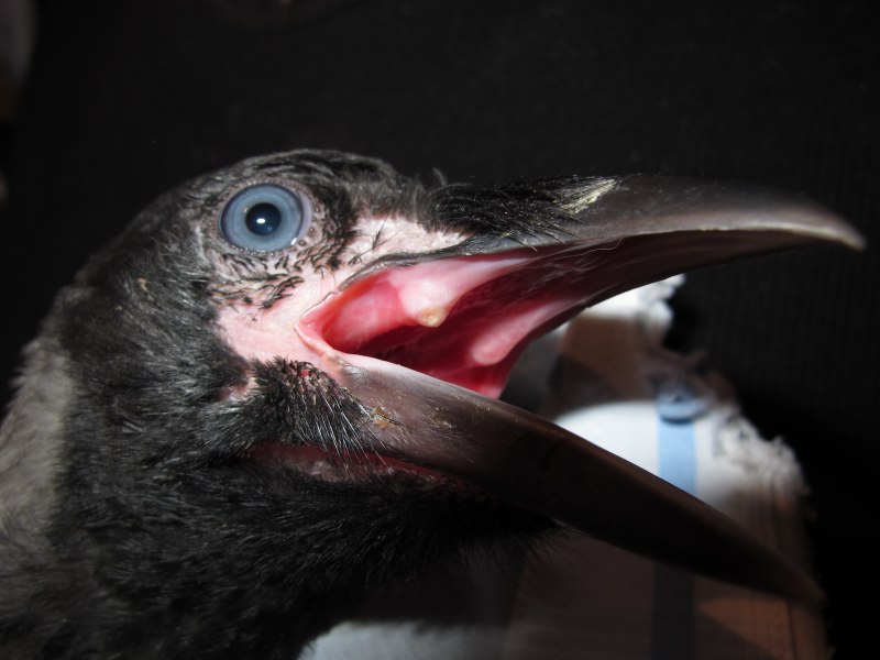 Puffin клюв