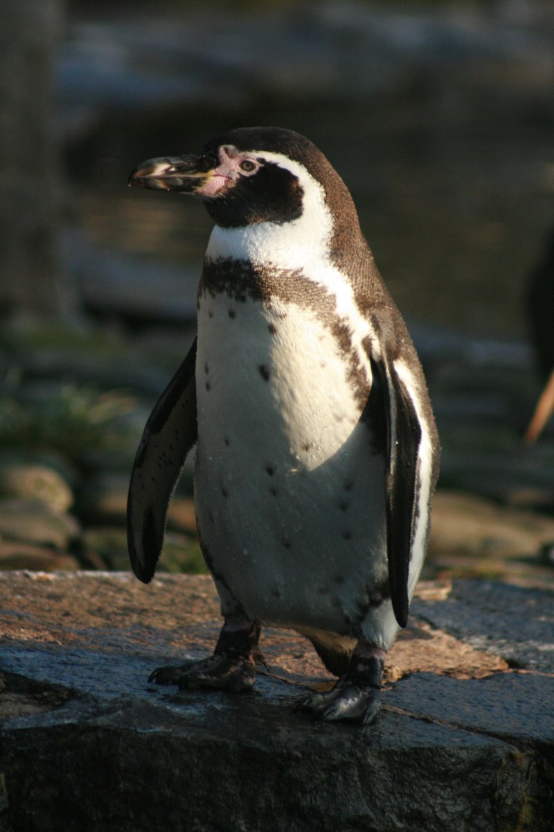 Atlantic Puffin птица