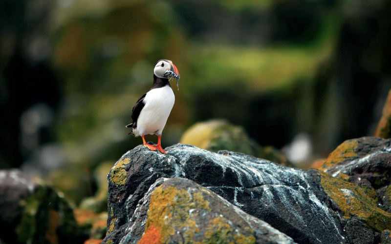 Тупик Fratercula Arctica
