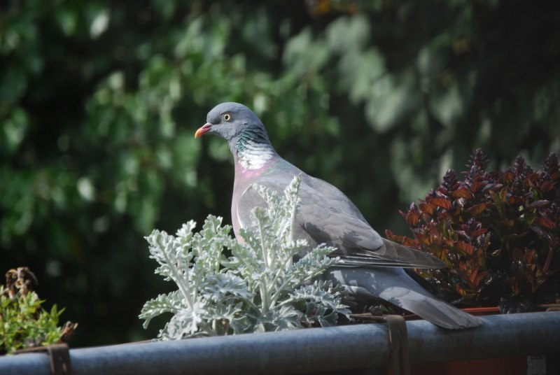 Вяхирь (Columba palumbus)
