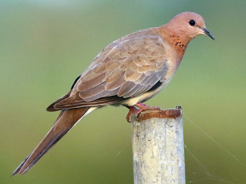 Colona auriculata