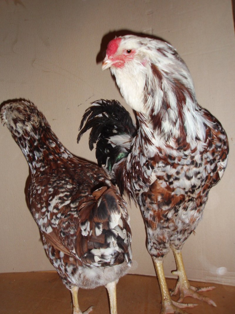 Куры кросс коралл