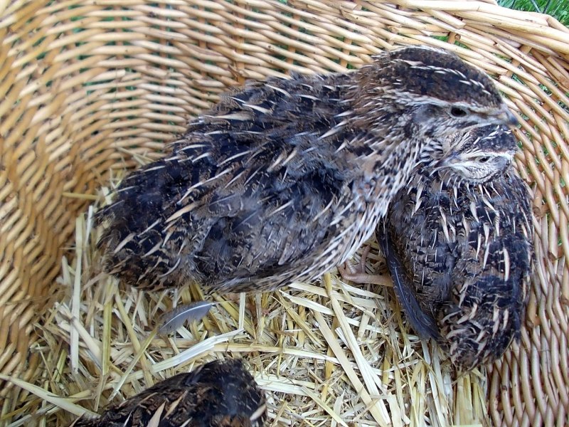 Калифорнийский перепел с птенцами