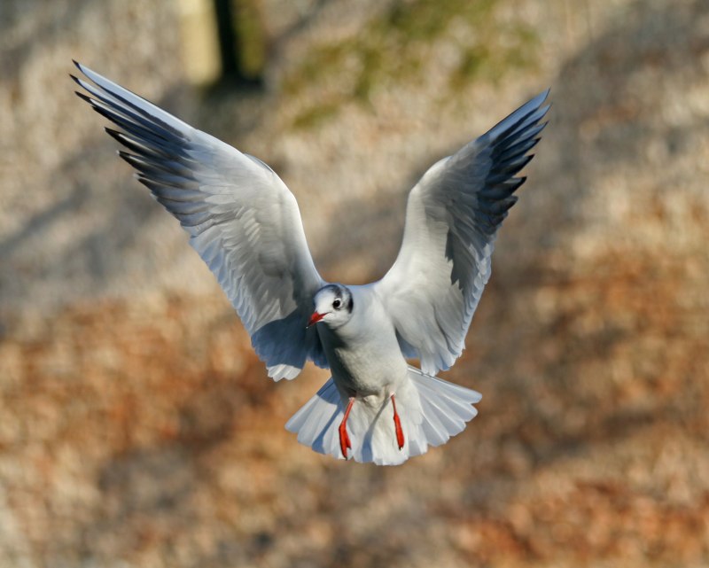 Puffins гнездо