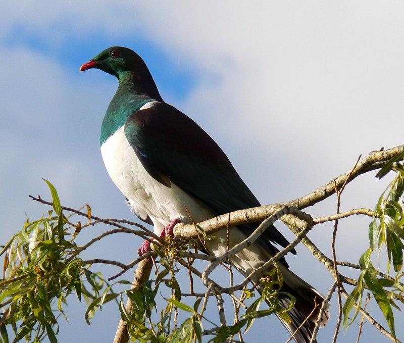 Melaniparus albiventris – Капюшонная синица