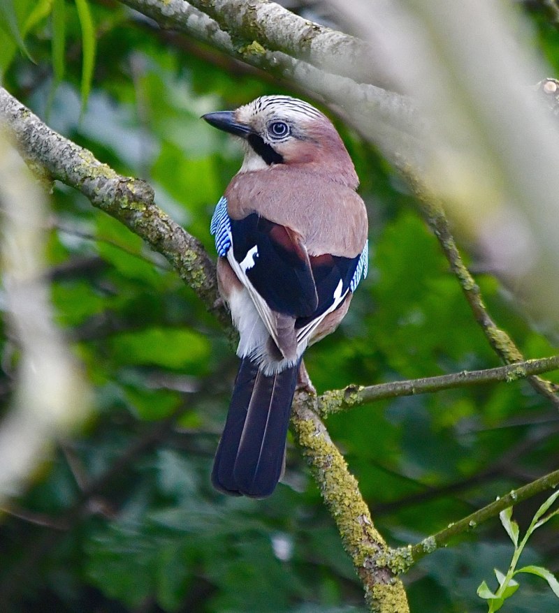 Bullfinch отдел
