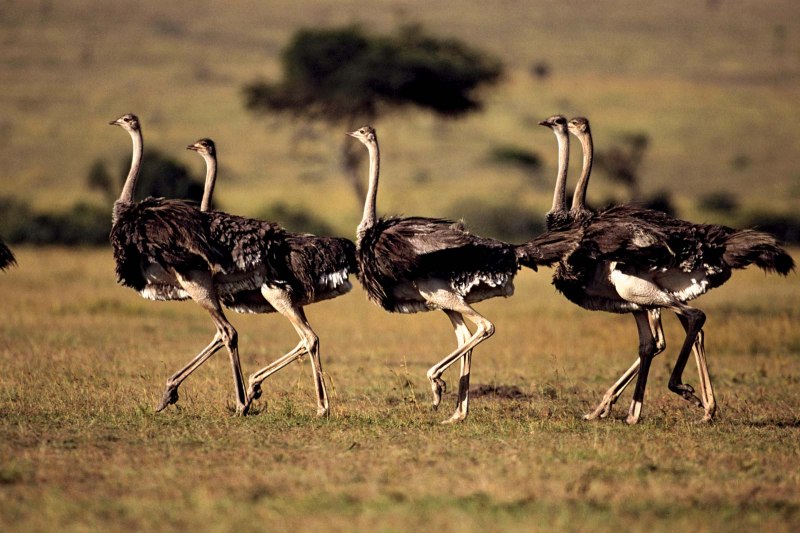 Struthio Camelus самец