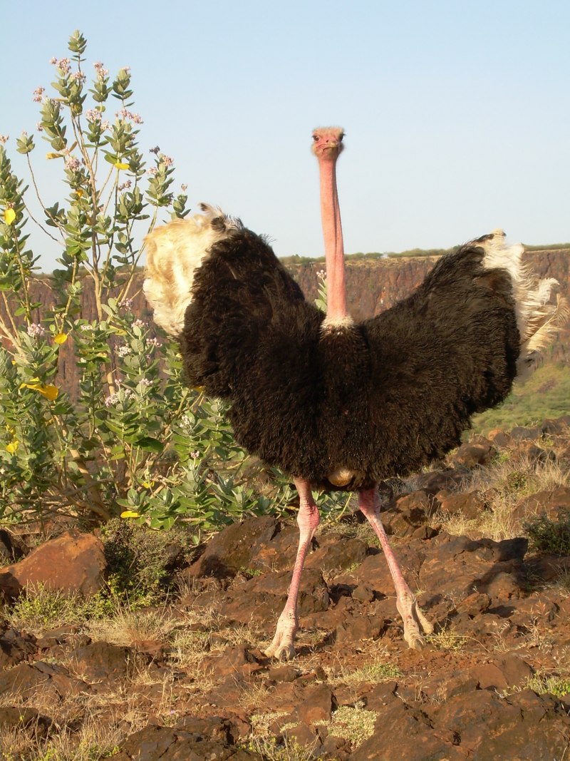 Struthio Camelus massaicus