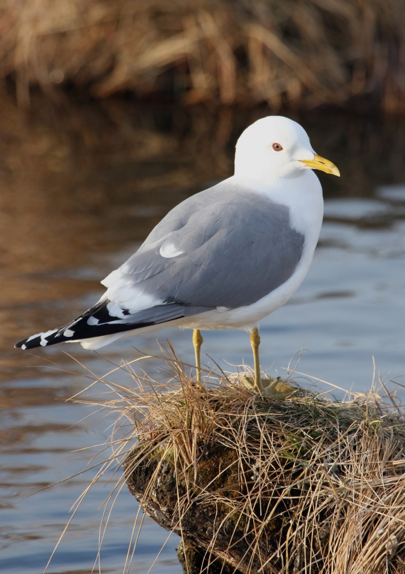 Larus canus