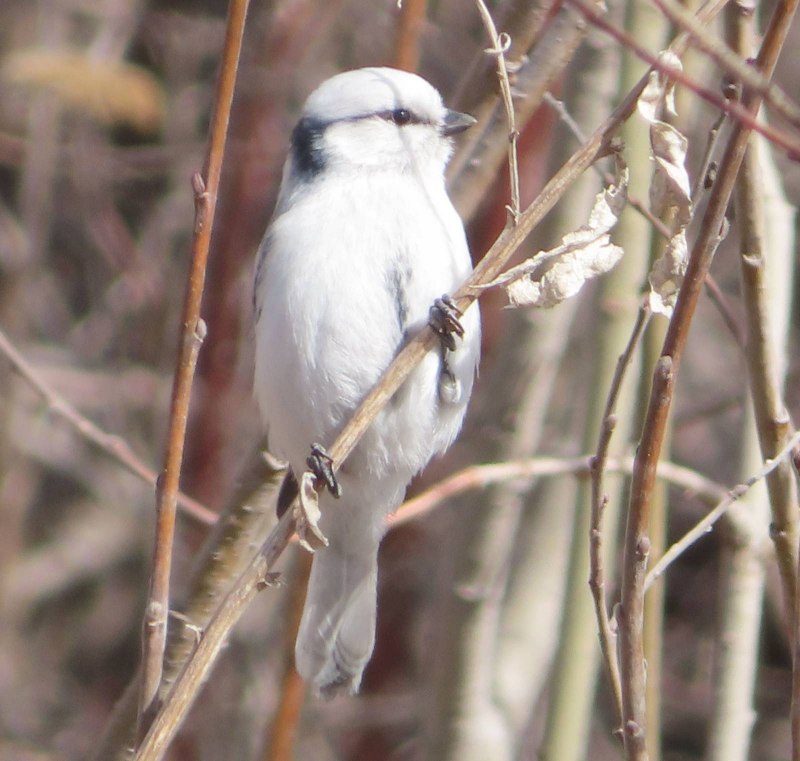 Чеграва (Hydroprogne Caspia)