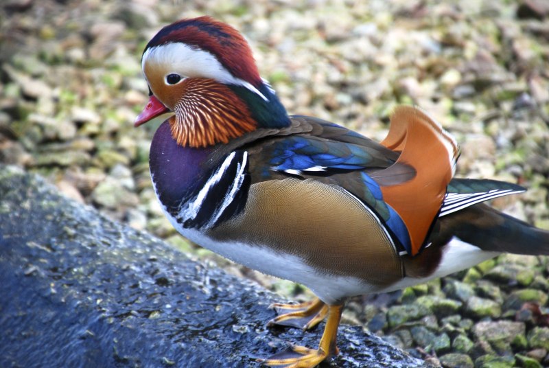 Могильник (Aquila heliaca)