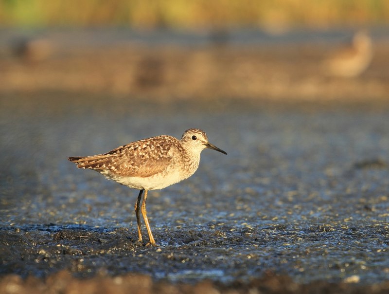 Megaceryle lugubris